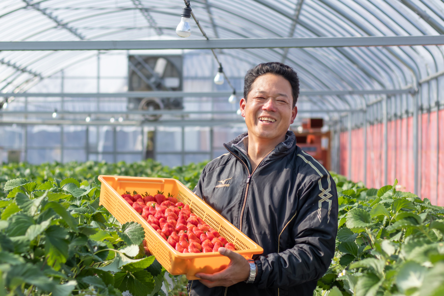 AJ648 長崎県知事賞受賞【厳選いちご】「恋みのり (2L～3L)」260g×4パック＜12月お届け＞ [ 苺 イチゴ こいみのり カンベリー KanBerry 菅園芸 長崎県 島原市 ]