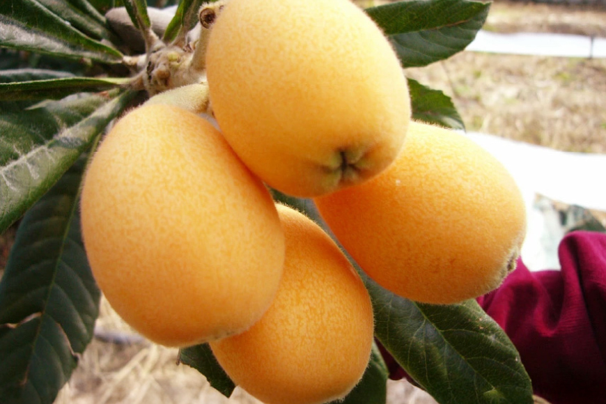 AF220【令和8年度出荷分】果汁たっぷり！川田さん家の温室栽培びわ 500g [びわ ビワ フルーツ 果物 長崎県 島原市]