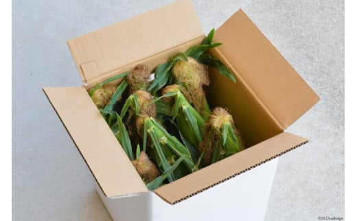 AE155 とうもろこし おおもの スーパースイートコーン 約4kg 【3Lサイズ以上！】