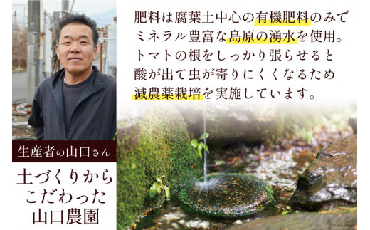 AG136【3回定期便】全国にファンがいる高級フルーツトマト アイコ たっぷり！1kg