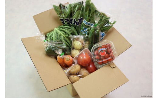 AI022【10～5月限定出荷】こむたの旬の野菜つめあわせ(8～10品目)おまかせ M セット 【 野菜 やさい 旬 種類 人気 オススメ 新鮮 詰め合わせ こむた 小無田 青果 長崎県 島原市 】
