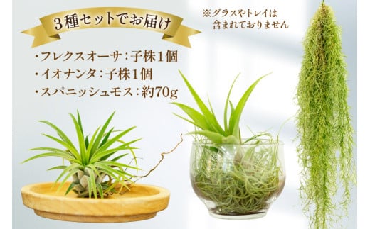 AI177 チランジア 3種 セット [ 観葉植物 インテリア エアープランツ エアプランツ フレクスオーサ イオナンタ スパニッシュモス お試し 植物 ガーデン グリーン 北尾洋蘭園 長崎県 島原市 ]