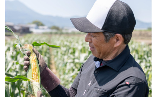 AI206【令和8年度出荷分】とうもろこし スイートコーン ホワイト 2L~3Lサイズ 11本~12本 計5kg [ トウモロコシ コーン ホワイトコーン 野菜 5キロ さかいさんち SAKAI FARM 長崎県 島原市 ]