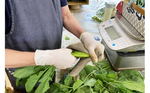 AI327 定期便 6回 ほうれん草 30束 [ 野菜 ホウレン草 やさい ホウレンソウ 冷蔵 葉物野菜 田中農園 長崎県 島原市 ]