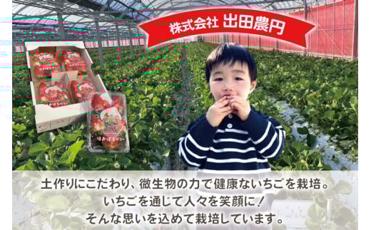 AI377 【2025年12月発送開始】いちご ほおばるベリー 約 1kg 250g 4パック [ 苺 イチゴ 1キロ 甘い おいしい あまい フルーツ 果物 出田農円 長崎県 島原市]