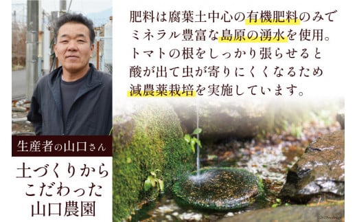 BA001 全国にファンがいる高級フルーツトマト アイコ どっさり！3kg [トマト フルーツトマト 3キロ 山口農園 長崎県 島原市]