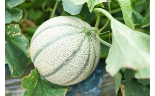 BD201【令和8年度出荷分】マルセイユメロン～島原風香～（3L×2玉） [農事組合法人　『舞岳の里』生産組合 長崎県 島原市 BD201] メロン 赤肉 果物 くだもの フルーツ 産地直送