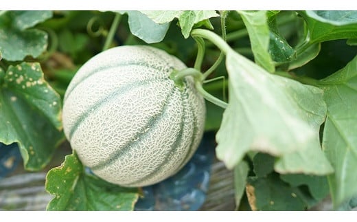 BD203【令和8年度出荷分】マルセイユメロン～島原風香～（2L×4玉） [農事組合法人　『舞岳の里』生産組合 長崎県 島原市 BD203] メロン 赤肉 果物 くだもの フルーツ 産地直送