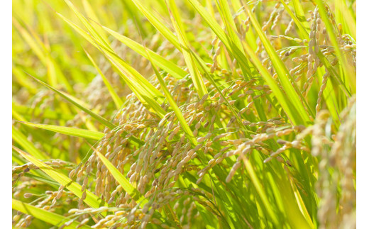 BE109 低温熟成米（ヒノヒカリ・精米）　1.5kg真空パック×2袋