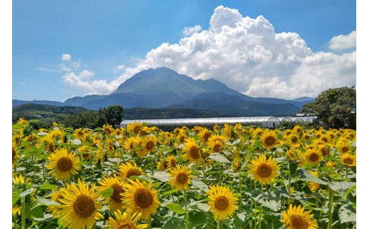 【令和8年度出荷分】BE275 黒小玉スイカ「ひとりじめBonBon」 5kg(1.7kg以上×2~3玉) ～名水百選の里 島原産～ [ Bunkou Farms 島原 合同会社 島原市 BE275 ]