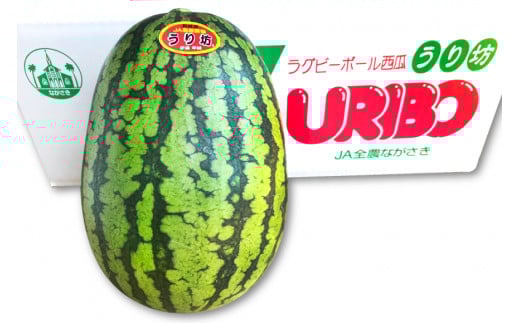 BE276 【令和8年度出荷分】小玉スイカ「うり坊」5kg（1.7kg以上×2～3玉） ～名水百選の里 島原産～