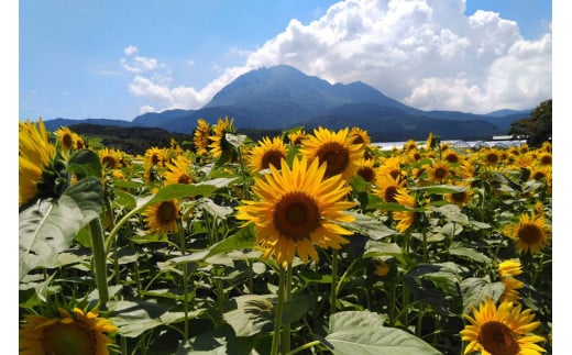 BE278 6月中旬から出荷！「幻の朝どれホワイトコーン！」 Lサイズ以上×5本 ～名水百選の里 島原産～