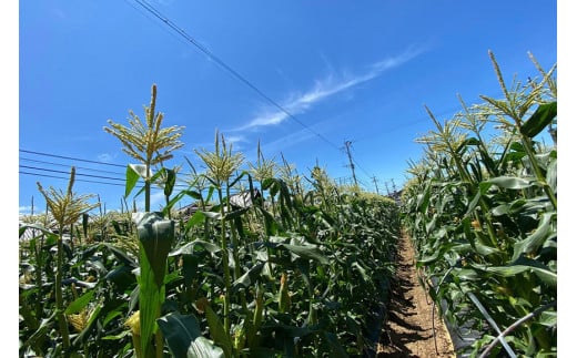BF111 10月下旬から出荷！「朝どれスイートコーン！」Lサイズ以上×11～15本セット【全国的にも珍しい秋季出荷】