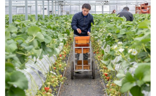 【期間限定発送】CG069 長崎県知事賞受賞【 大玉 いちご 】「 恋みのり (3L～5L)」265g×4パック ＜1～5月にお届け＞
