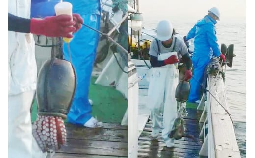 DF083【お手軽 お刺身用】長崎県産 特大地だこ カット　約1kg