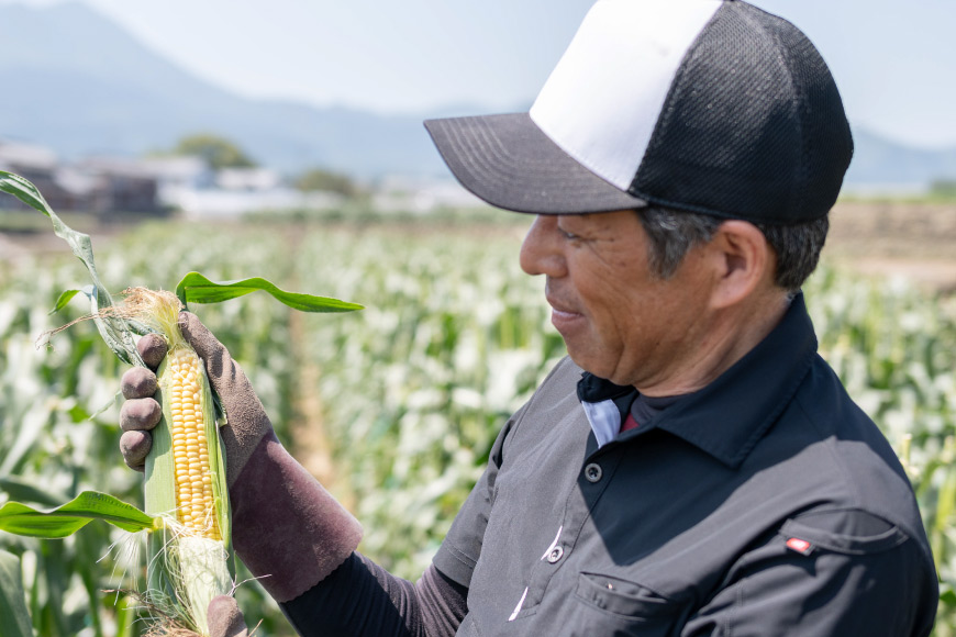 AJ453【令和8年度出荷分】 とうもろこし スイートコーン ホワイト 2kg 5本 2Lサイズ [ トウモロコシ コーン ホワイトコーン 野菜 2キロ さかいさんち SAKAI FARM 長崎県 島原市 ]