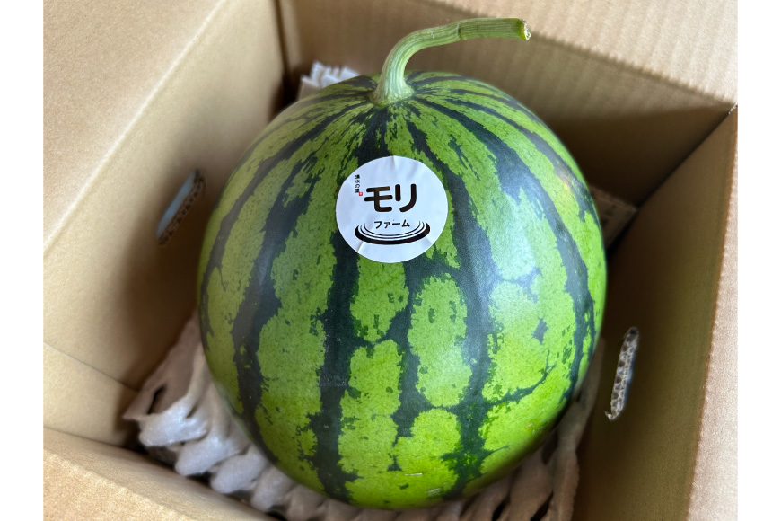 AJ459 【令和8年度出荷分】 湧水の里 モリファーム 中玉スイカ プチット M～L 5～7kg 1玉 [ 先行予約 数量限定 中玉 スイカ 西瓜 フルーツ 果物 長崎 長崎県 島原市 ]