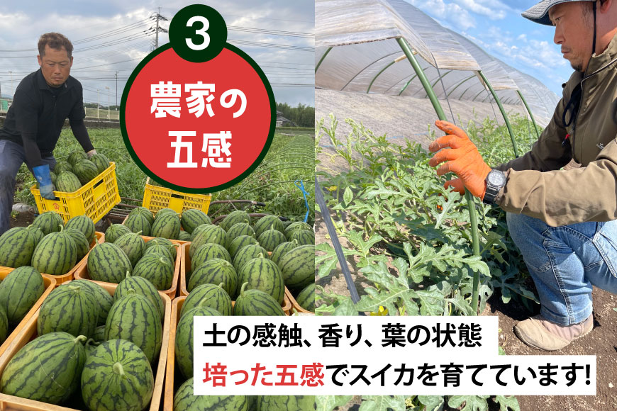 AJ462 【令和8年度出荷分】 Farm honda 小玉スイカ 3～5玉 約10kg [ 先行予約 数量限定 小玉 スイカ 西瓜 フルーツ 果物 長崎 長崎県 島原市 ]