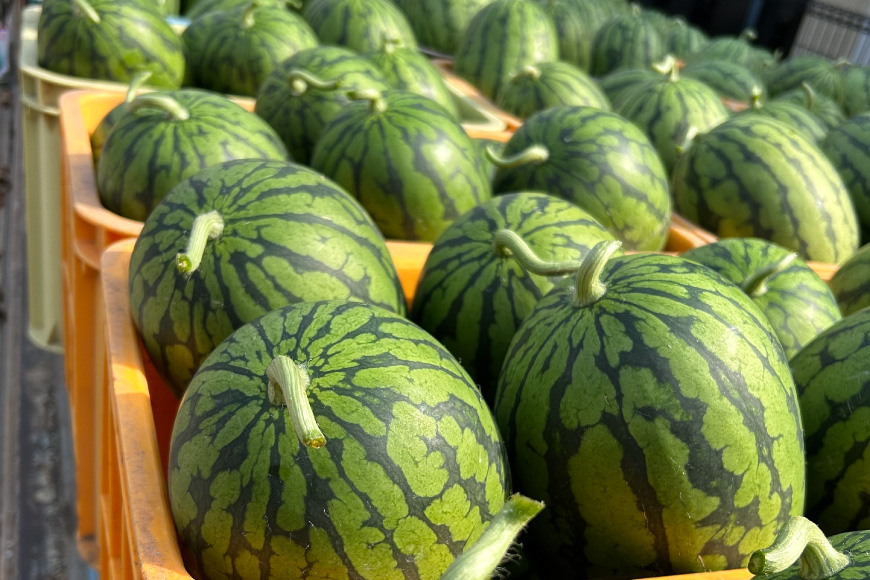 AJ645 【令和8年度出荷分】 島原スイカ倶楽部 小玉スイカ うり坊 3～5玉 計9～12kg [ 先行予約 数量限定 小玉 うり坊 スイカ 西瓜 フルーツ 果物 長崎 長崎県 島原市 ]