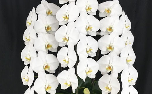 AB064気品高く咲き誇り続ける　島原の”蘭”3本立8号鉢45輪