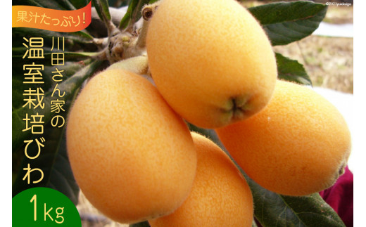 AF221【令和8年度出荷分】果汁たっぷり！川田さん家の温室栽培びわ 1kg [びわ ビワ フルーツ 果物 長崎県 島原市]