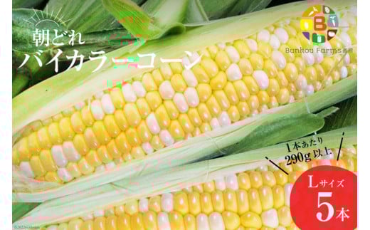 AG033　【令和8年度出荷分】5月から出荷！「朝どれバイカラーコーン！」L×5本セット