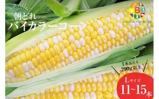 AG034　【令和8年度出荷分】5月下旬から出荷！「朝どれバイカラーコーン！」L×11～15本セット