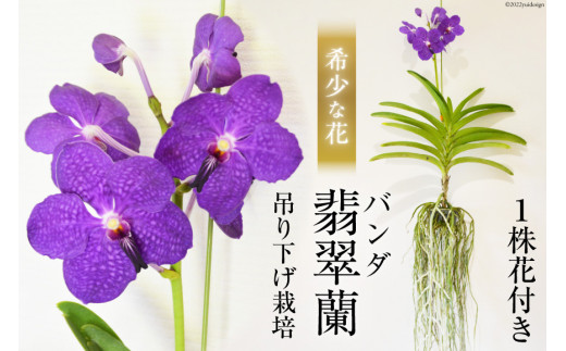 AG051希少な花　心躍る「華やかな恋」の予感　翡翠蘭（バンダ）　１株花付き