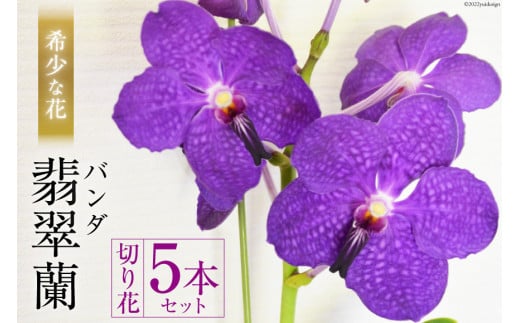 AG052希少な花　「華やかな恋」の予感　翡翠蘭（バンダ）　切り花５本セット