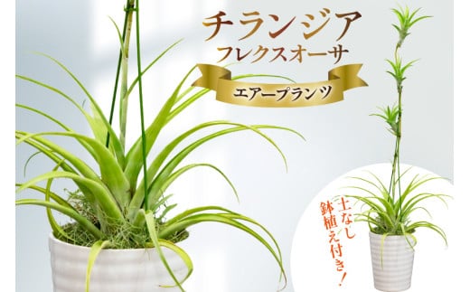 AI176 鉢植えで飾る チランジア フレクスオーサ  [ 観葉植物 インテリア エアープランツ エアプランツ 鉢植え 植物 ガーデン グリーン おしゃれ 北尾洋蘭園 長崎県 島原市 ]