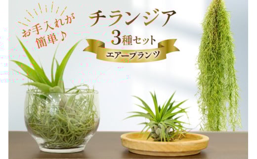 AI177 チランジア 3種 セット [ 観葉植物 インテリア エアープランツ エアプランツ フレクスオーサ イオナンタ スパニッシュモス お試し 植物 ガーデン グリーン 北尾洋蘭園 長崎県 島原市 ]