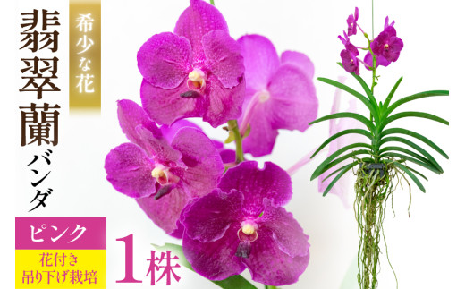 AI179 希少な花 心躍る「華やかな恋」の予感 翡翠蘭(バンダ)1株 花付き ピンク [ 植物 花 ガーデン 希少 インテリア かわいい 個性的 北尾洋蘭園 長崎県 島原市 ]