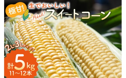 AI207【令和8年度出荷分】とうもろこし スイートコーン イエロー 2L~3Lサイズ 11本~12本 計5kg [ トウモロコシ コーン ゴールドラッシュ 野菜 5キロ さかいさんち SAKAI FARM 長崎県 島原市 ]