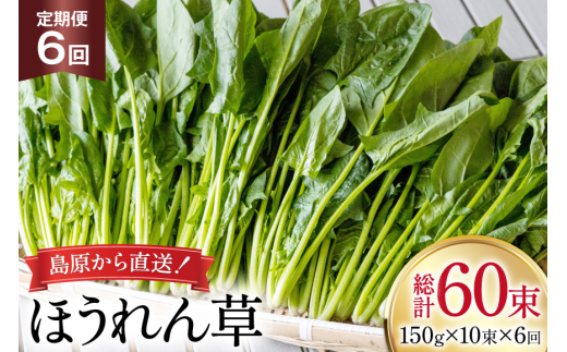 AI324 定期便 6回 ほうれん草 10束 [ 野菜 ホウレン草 やさい ホウレンソウ 冷蔵 葉物野菜 田中農園 長崎県 島原市 ]