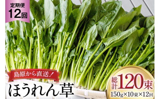 AI325 定期便 12回 ほうれん草 10束 [ 野菜 ホウレン草 やさい ホウレンソウ 冷蔵 葉物野菜 田中農園 長崎県 島原市 ]