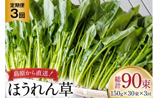 AI326 定期便 3回 ほうれん草 30束 [ 野菜 ホウレン草 やさい ホウレンソウ 冷蔵 葉物野菜 田中農園 長崎県 島原市 ]