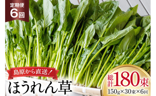 AI327 定期便 6回 ほうれん草 30束 [ 野菜 ホウレン草 やさい ホウレンソウ 冷蔵 葉物野菜 田中農園 長崎県 島原市 ]