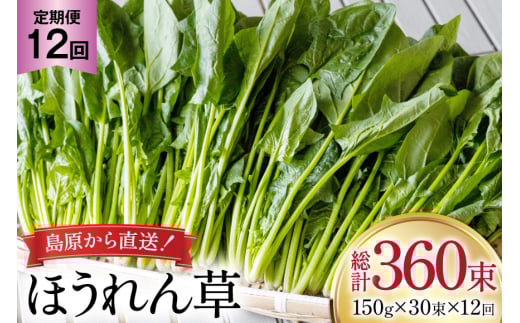AI328 定期便 12回 ほうれん草 30束 [ 野菜 ホウレン草 やさい ホウレンソウ 冷蔵 葉物野菜 田中農園 長崎県 島原市 ]