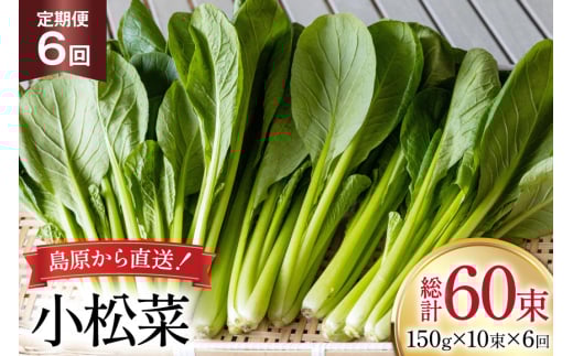 AI330 定期便 6回 小松菜 10束 [ 野菜 こまつな やさい 冷蔵 葉物野菜 田中農園 長崎県 島原市 ]