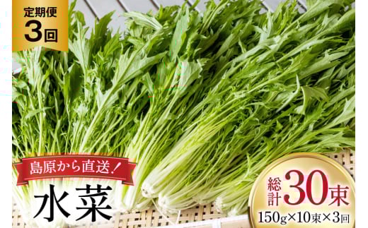 AI335 定期便 3回 水菜 10束 [ 野菜 みずな サラダ やさい 冷蔵 葉物野菜 田中農園 長崎県 島原市 ]