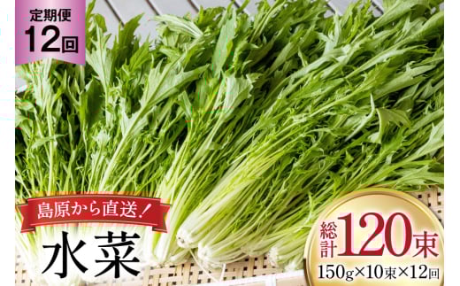AI337 定期便 12回 水菜 10束 [ 野菜 みずな サラダ やさい 冷蔵 葉物野菜 田中農園 長崎県 島原市 ]