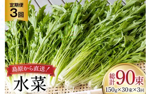 AI338 定期便 3回 水菜 30束 [ 野菜 みずな サラダ やさい 冷蔵 葉物野菜 田中農園 長崎県 島原市 ]