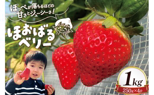 AI377 【2025年12月発送開始】いちご ほおばるベリー 約 1kg 250g 4パック [ 苺 イチゴ 1キロ 甘い おいしい あまい フルーツ 果物 出田農円 長崎県 島原市]