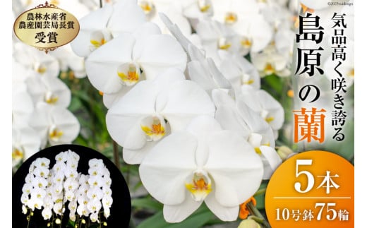 BA077気品高く咲き誇り続ける　島原の”蘭”　5本立10号鉢75輪
