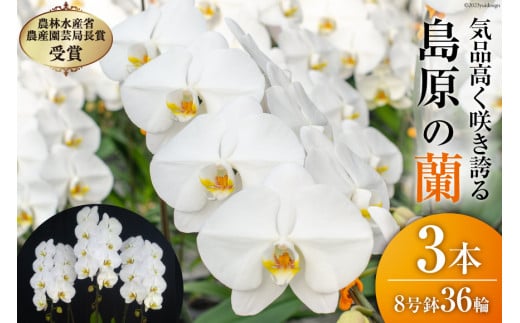 BB061気品高く咲き誇り続ける　島原の”蘭”3本立8号鉢36輪