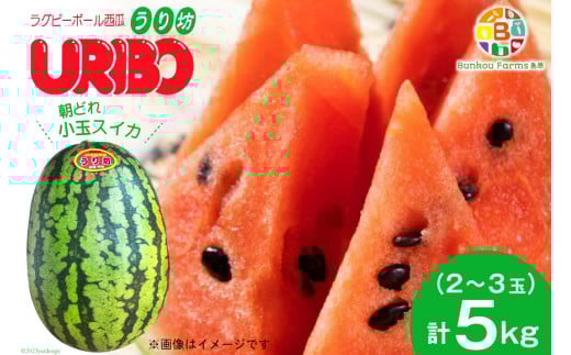 BE276 【令和8年度出荷分】小玉スイカ「うり坊」5kg（1.7kg以上×2～3玉） ～名水百選の里 島原産～