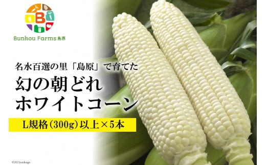 BE278 6月中旬から出荷！「幻の朝どれホワイトコーン！」 Lサイズ以上×5本 ～名水百選の里 島原産～
