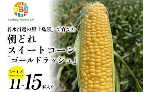 BE279【令和8年度出荷分】5月下旬から出荷！ 朝どれ スイートコーン L×11～15本セット (4.5kg入) ～名水百選の里 島原産～