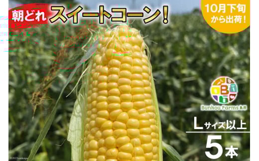 BF110 10月下旬から出荷！「朝どれスイートコーン！」Lサイズ以上×5本セット【全国的にも珍しい秋季出荷】