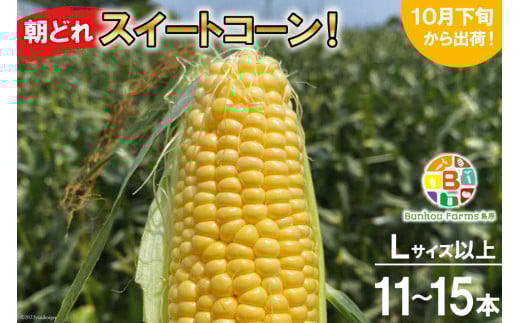 BF111 10月下旬から出荷！「朝どれスイートコーン！」Lサイズ以上×11～15本セット【全国的にも珍しい秋季出荷】